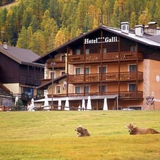 Galli
