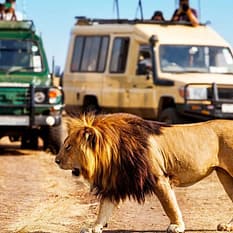 Safari Express Neptun Beach