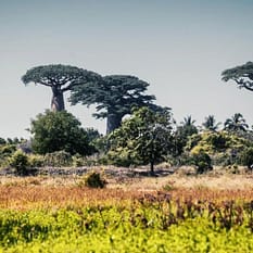 Madagaskar