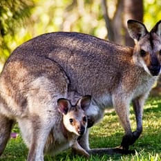 Dookoła Australii