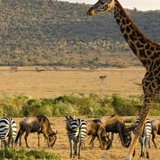 RPA Zimbabwe opcja Botswana