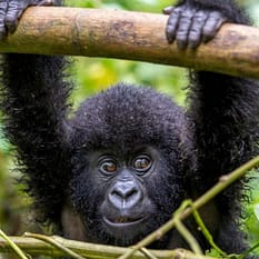 Rwanda Uganda