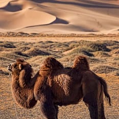 Mongolia Syberia Gobi