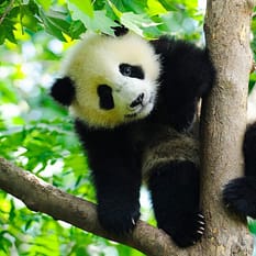 Chiny pandy Chongqing i tropikalna Sanya
