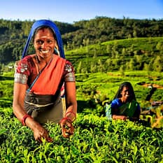 Sri Lanka Smak Herbaty z Cynamonem