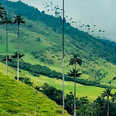 Cumbialumbia