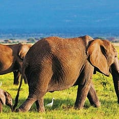 Kenia Classic De Luxe