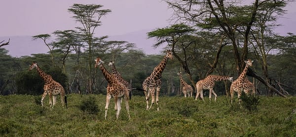 Kenia, Safari, żyrafy