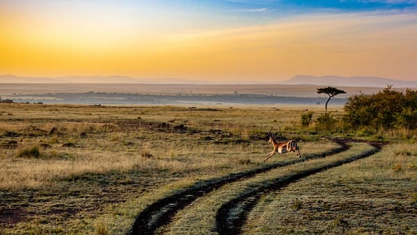 Kenia, safari