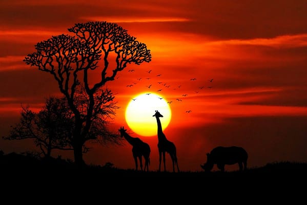 Kenia, Safari, żyrafy i nosorożec