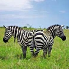 Etiopia od Amharów do Hamerów