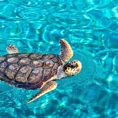 Zakynthos bez pośpiechu