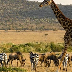 RPA Zimbabwe opcja Botswana