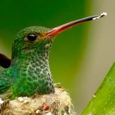 Kolumbia Cano Cristales i Wyspa Baru dla koneserów