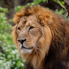 Dzika Natura Afryki Nest Style Beach