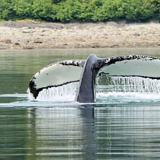 Alaska Vancouver rejs statkiem dla koneserów