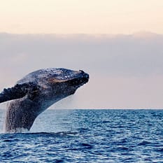 Brazylijskie wybrzeże wielorybów