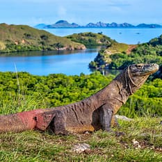 Indonezja Śladami smoków z Komodo