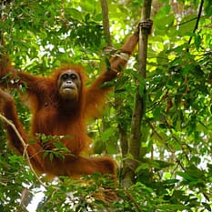 Singapur Jawa Bali i Sumatra wulkany i orangutany