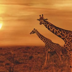 Wielka Piątka Afryki