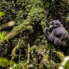 Uganda Tropem Goryli