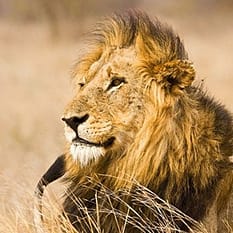 RPA Zimbabwe Wodospady Wiktorii Botswana