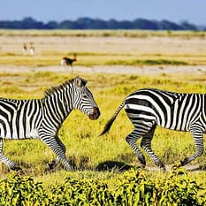 Powitanie z Afryką Neptune Beach Resort